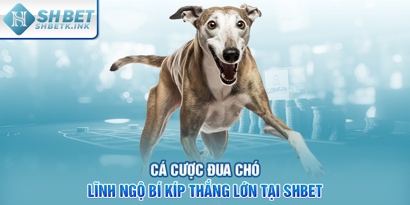 Cá Cược Đua Chó