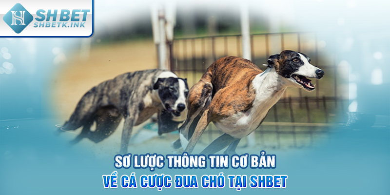 Sơ lược thông tin cơ bản về cá cược đua chó tại SHBET