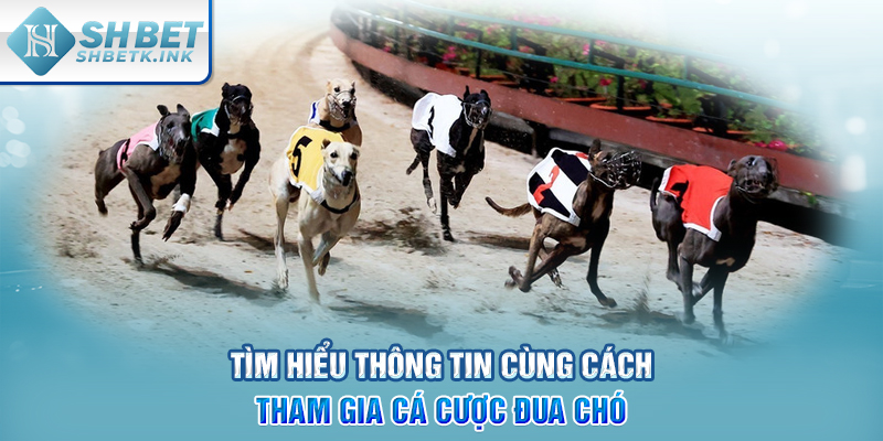 Tìm hiểu thông tin cùng cách tham gia cá cược đua chó