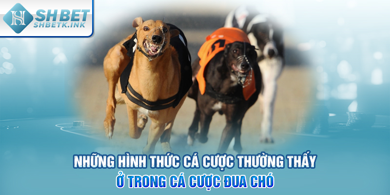 Những hình thức cá cược thường thấy ở trong cá cược đua chó