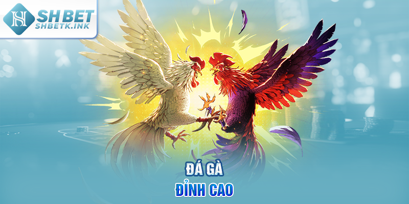 Đá gà SHBET đỉnh cao