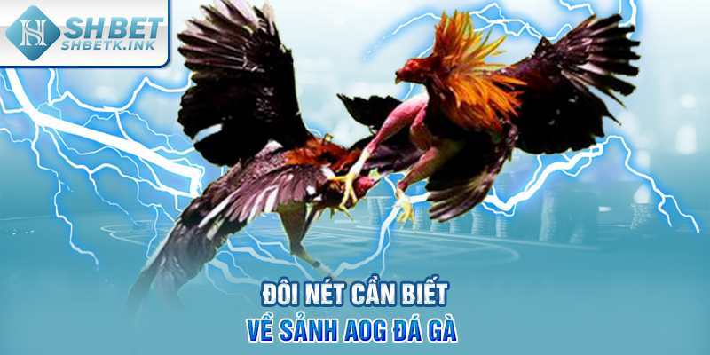 Đôi nét cần biết về sảnh AOG đá gà 