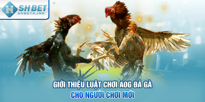 Giới thiệu luật chơi AOG đá gà cho người chơi mới