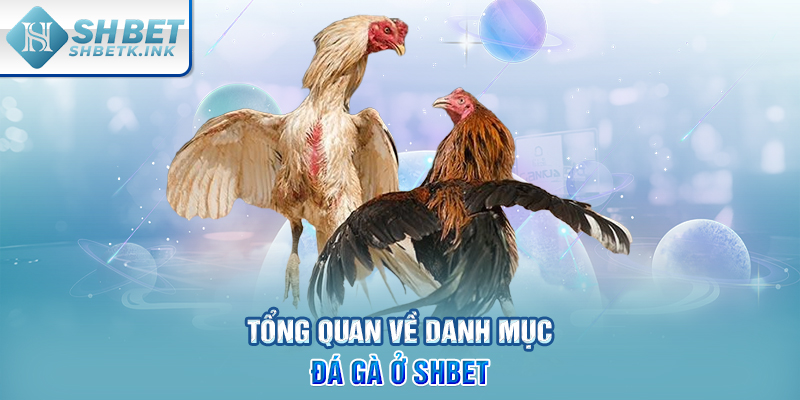 Tổng quan về danh mục Đá Gà ở SHBET